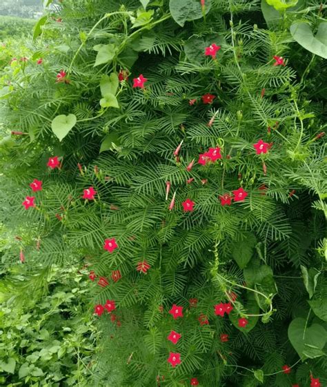 爬藤類植物|25种·常见爬藤植物，花开便成瀑布